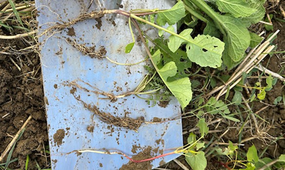 Shovel in the soil with crops.